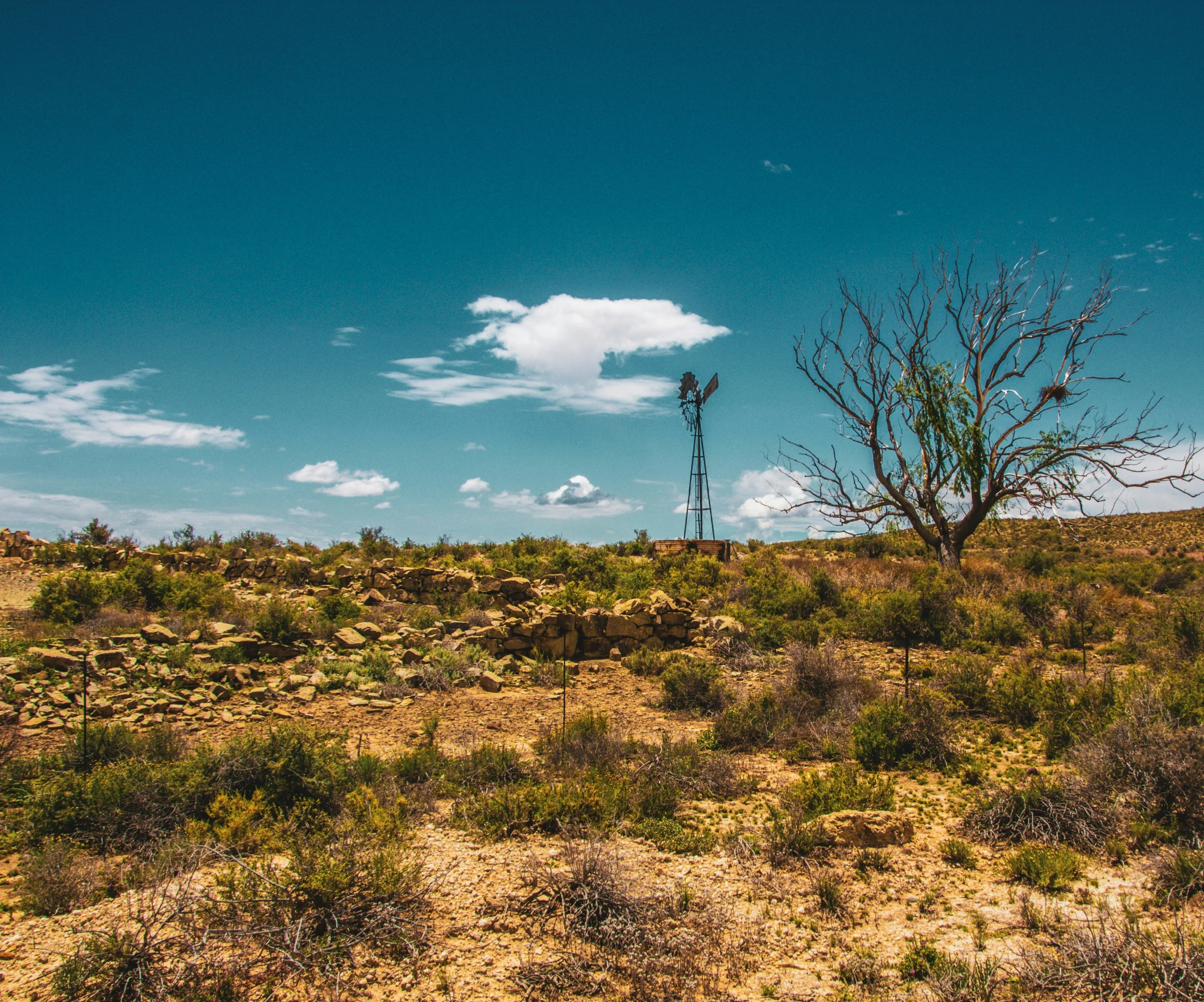 a bare tree and some bushes in the field