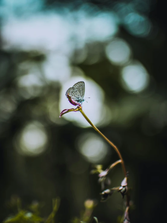 the erfly is sitting on a flower by itself