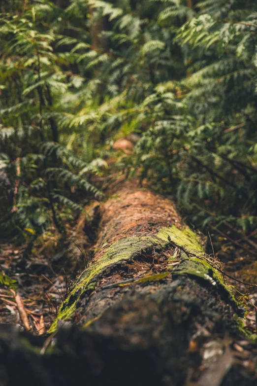 a very thin tree log laying in the middle of a forest