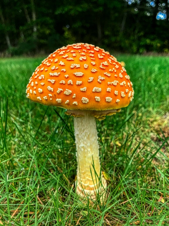an orange mushroom is sitting in the grass