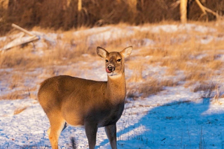 a deer standing in the snow with it's tongue out