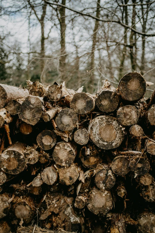 a group of cut logs in the forest