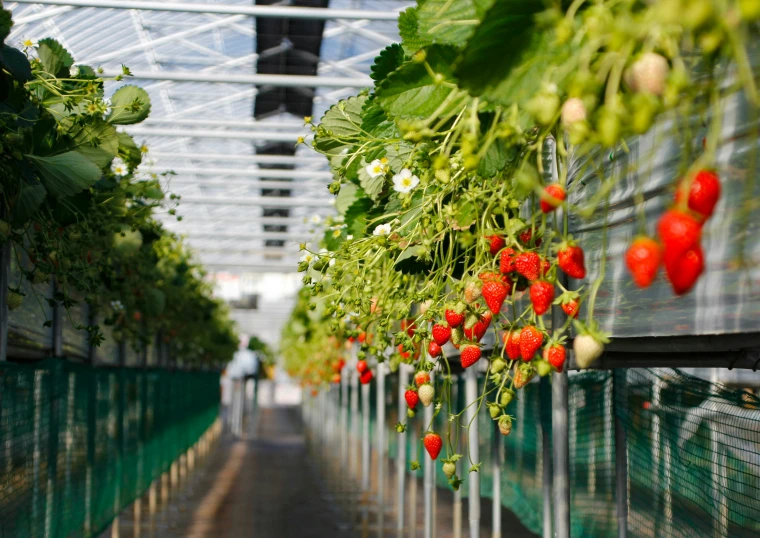 plants in a tunnel of green leaves and tomatoes on the vine