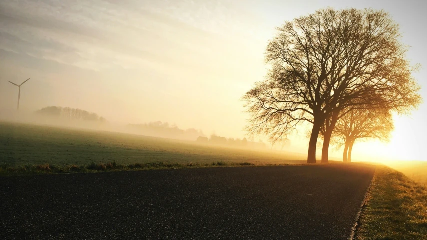 two trees are on the side of a country road