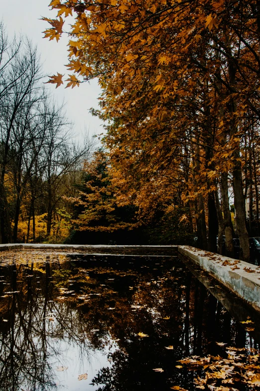 a pond with fall leaves floating in it
