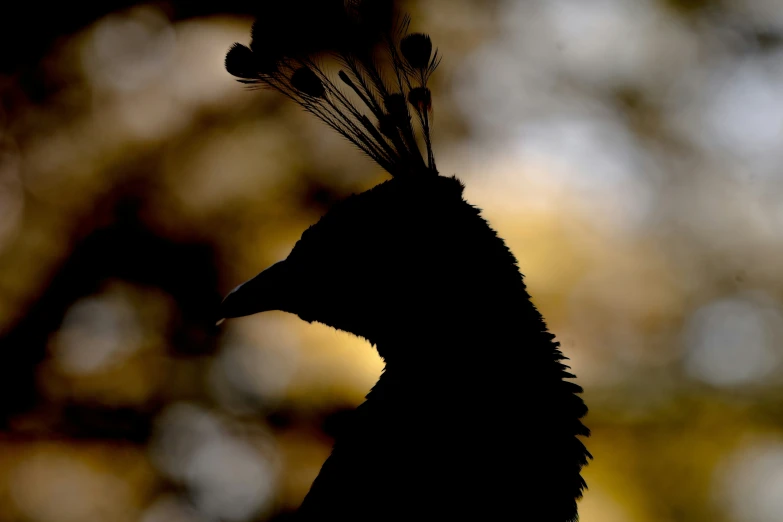 a close up of a black bird with its head resting on another bird's back