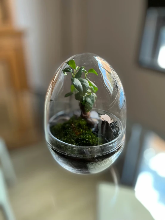 a clear ball containing a small green plant