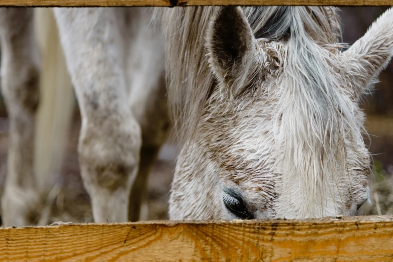 a close up of two horses in a field