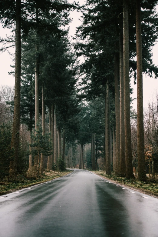 a long empty road in the woods between trees