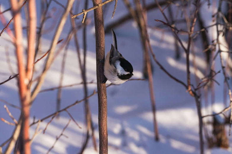 black and white bird perched on a nch