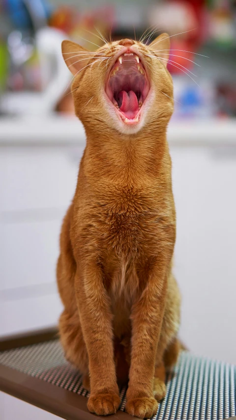 a cat on the grooming table screaming