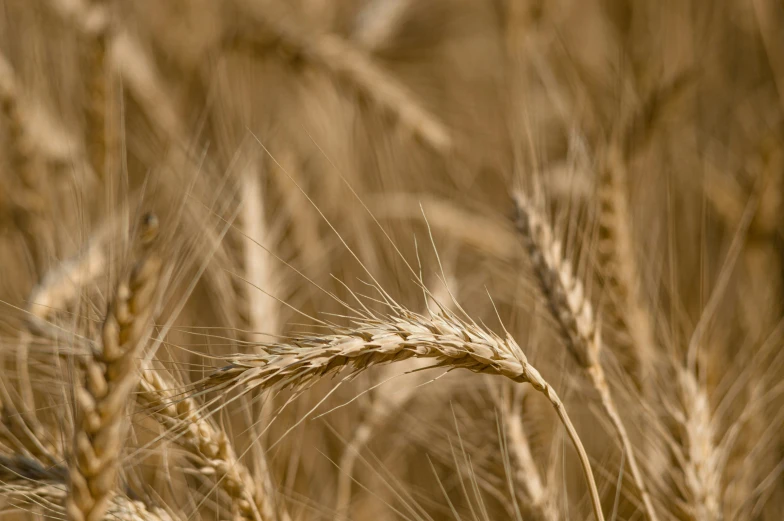 a wheat field is in the foreground with light brown hair