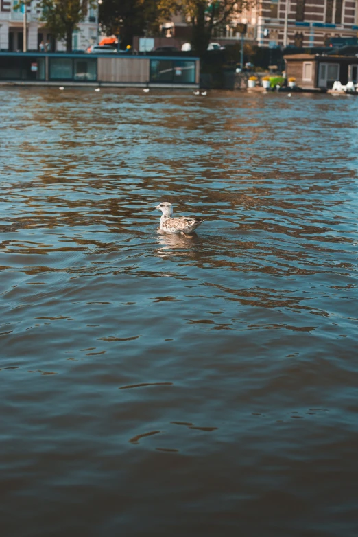 a bird floating in a lake near many buildings