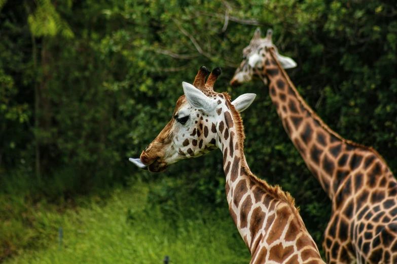 there are two giraffes standing next to each other