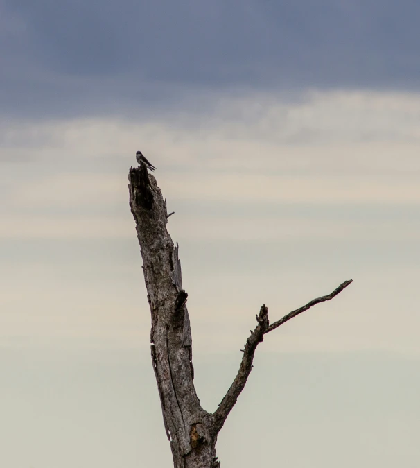 a couple of birds standing on a dead tree