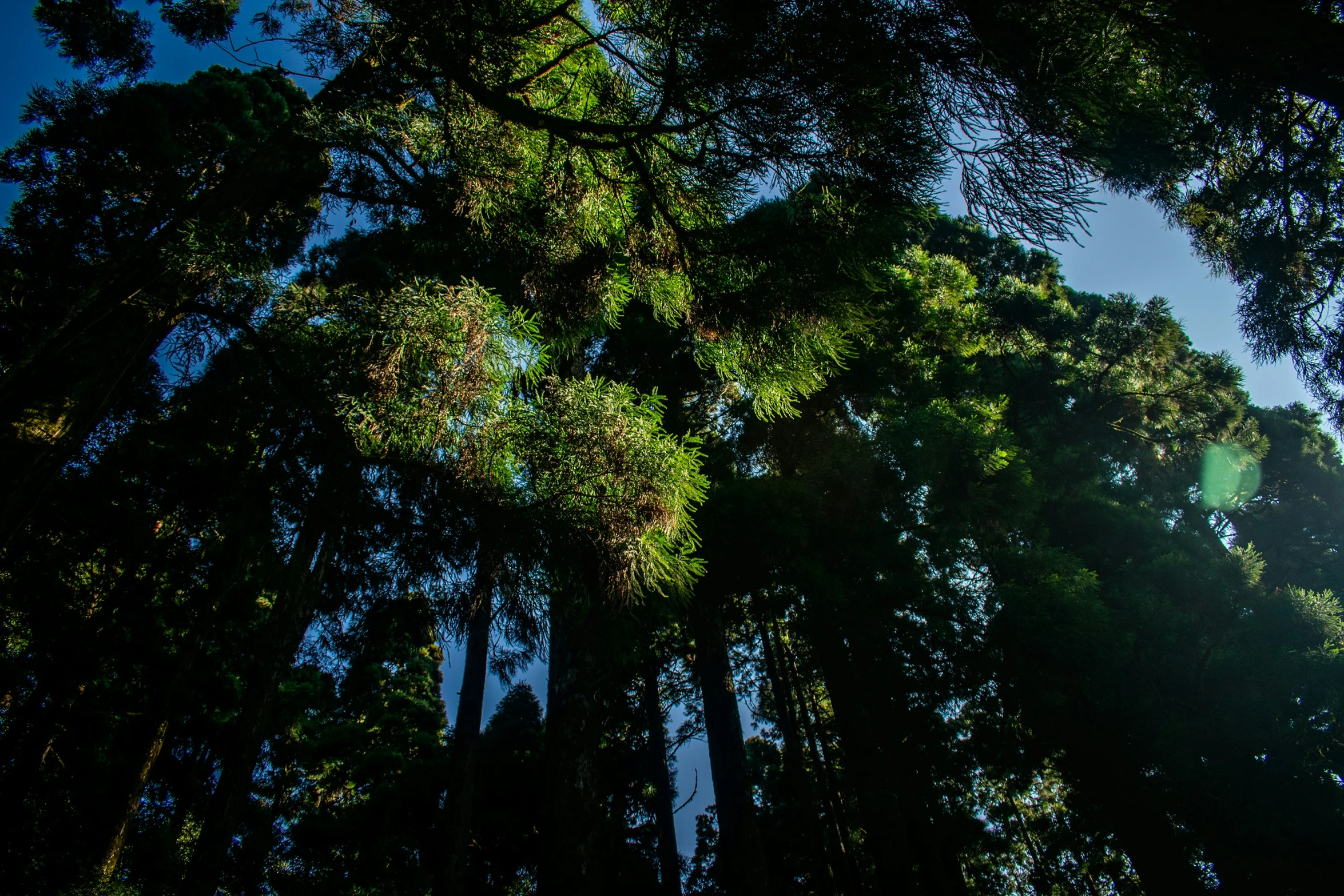 the sun shining through several trees on a clear day