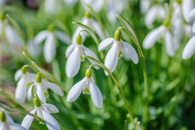 some white flowers with green centers on a sunny day