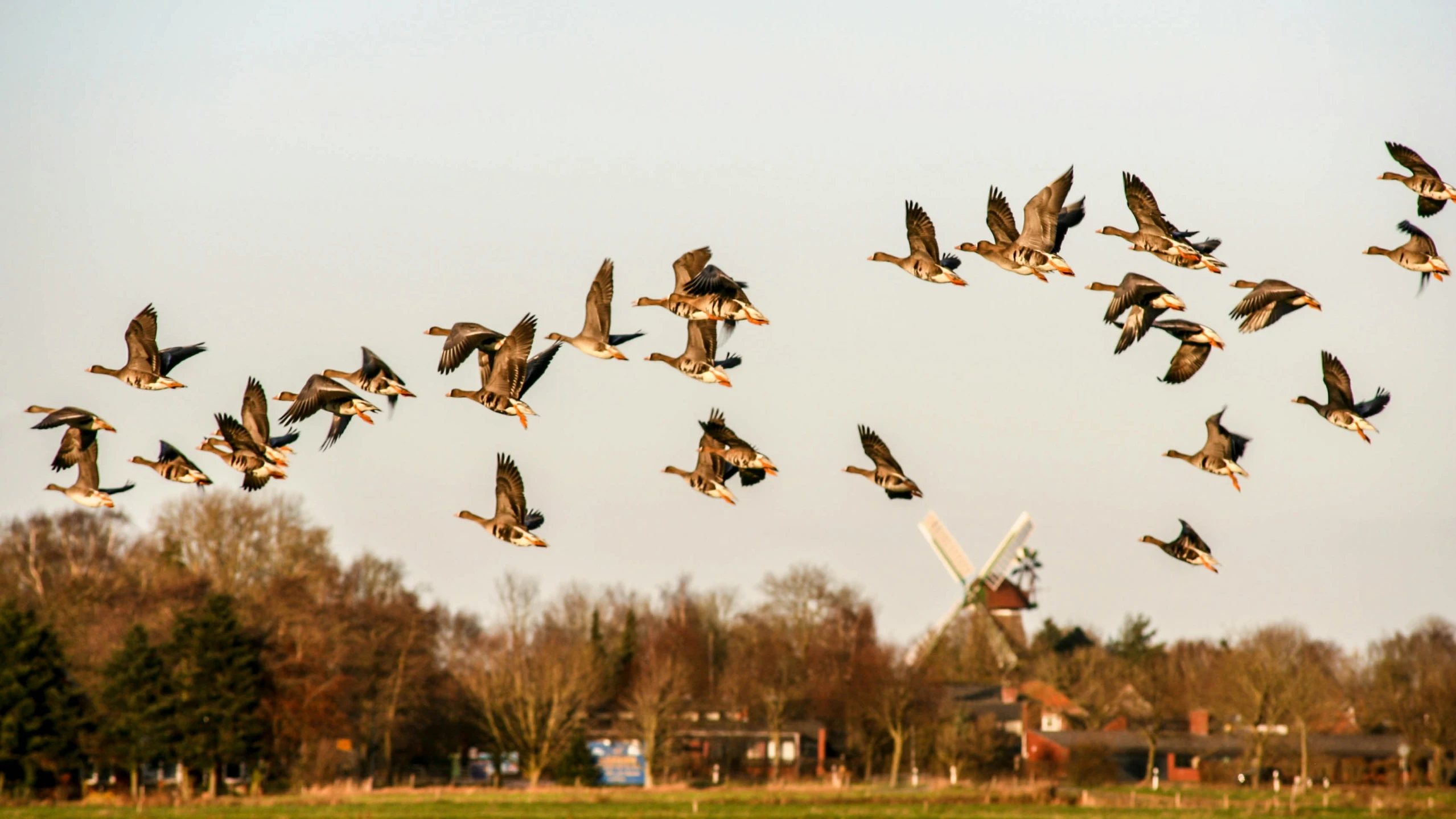 a group of geese fly over a field