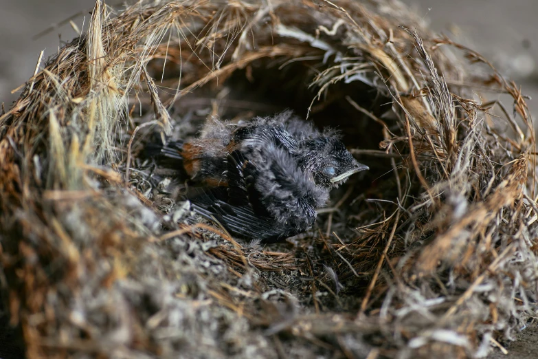 a baby bird inside its nest outside of a birdhouse