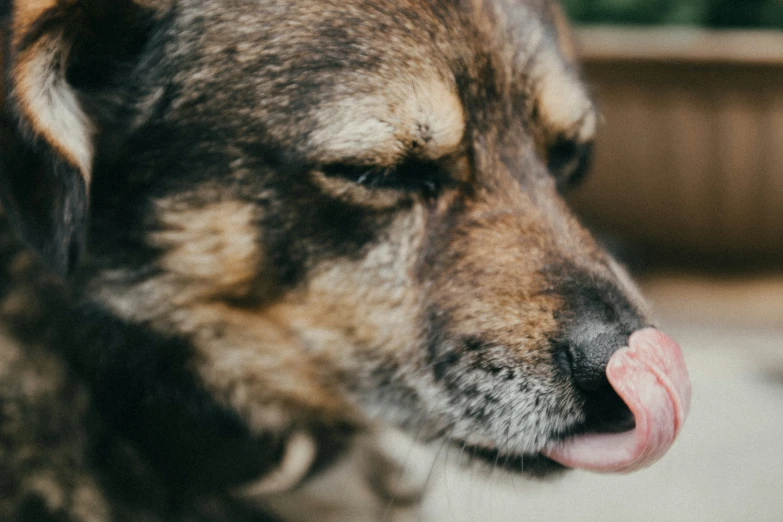 a close up of a dog with its tongue out