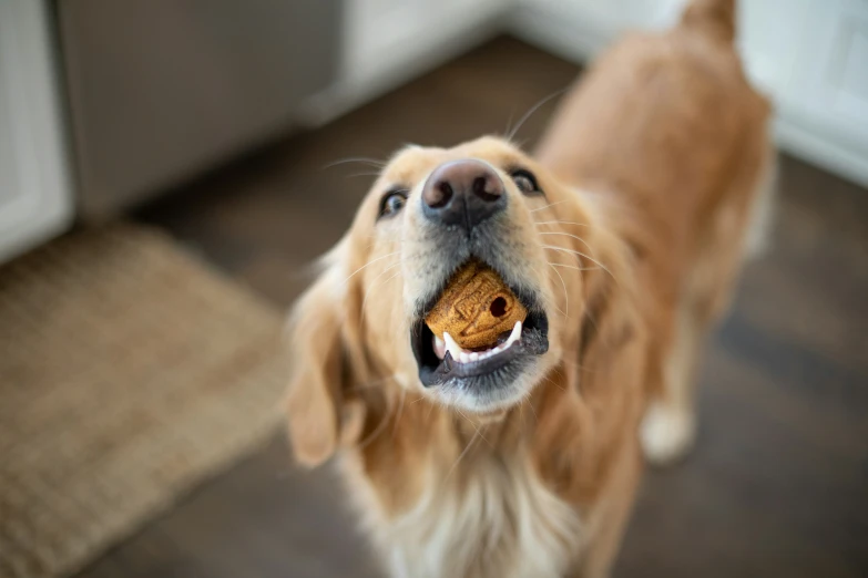 a brown dog holding an object in its mouth