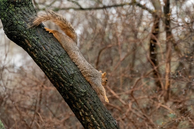 a squirrel climbing on the side of a tree nch