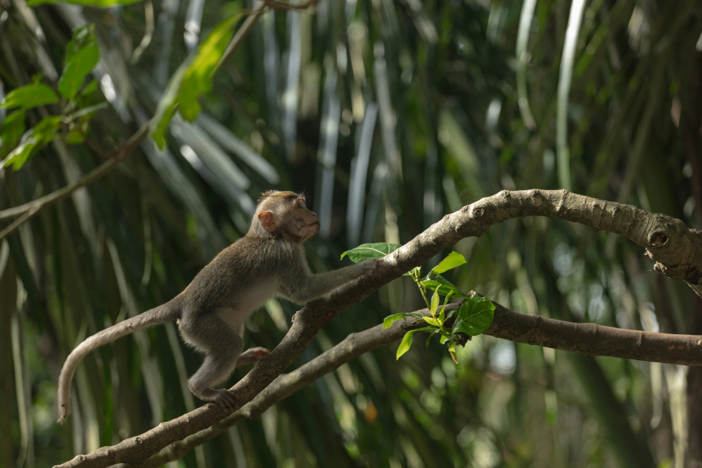 a monkey sits on a nch looking back at soing