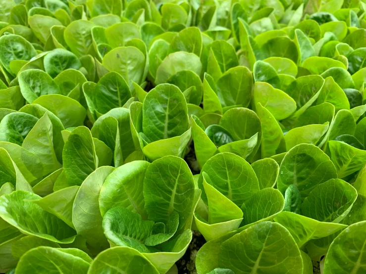 a group of green plants growing inside of a garden