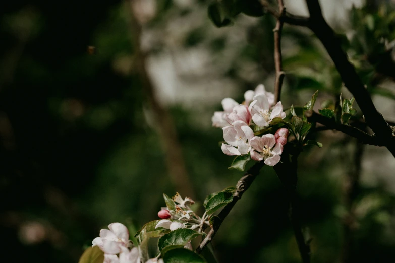 a bush with pink flowers is pictured here