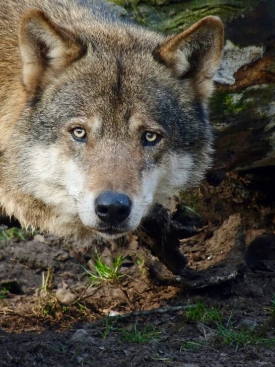 a wolf is standing near a tree trunk