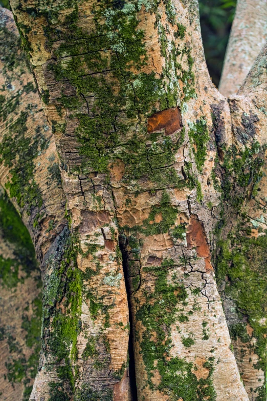 a group of trees covered in some green moss