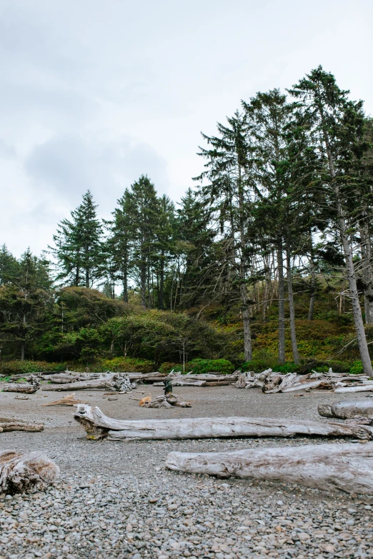 several small trees and logs in a rocky area