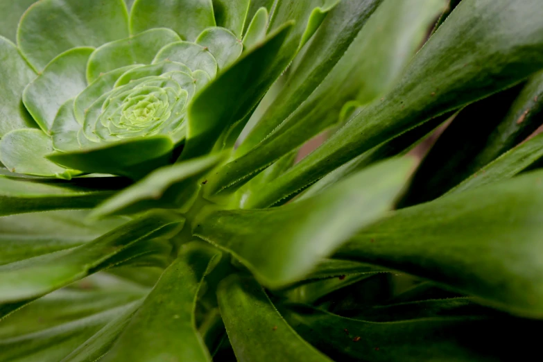 a green plant with some leaves and the center with two flower centers