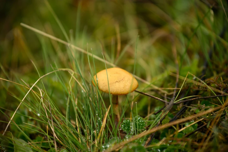 an adorable little yellow mushroom standing in some grass