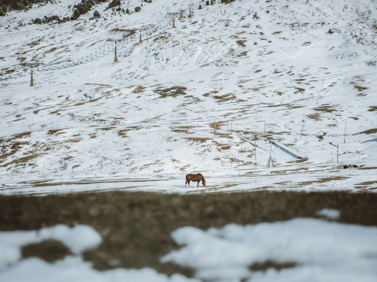 a small animal walking along the side of a snow covered hill