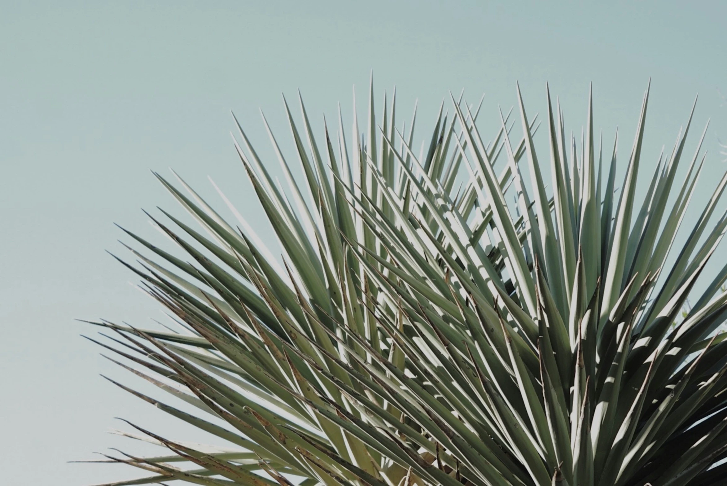 a close up view of the trunk of a green plant