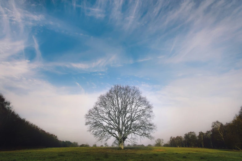 an old tree stands in a field with blue sky in the background