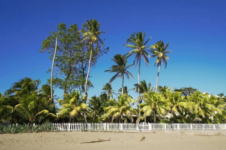 a group of trees next to a fence