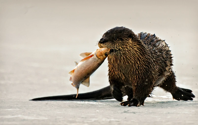 a beaver eating a fish on the ice