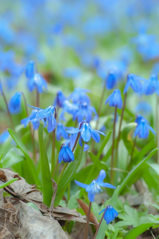 a bunch of blue flowers growing out of dirt