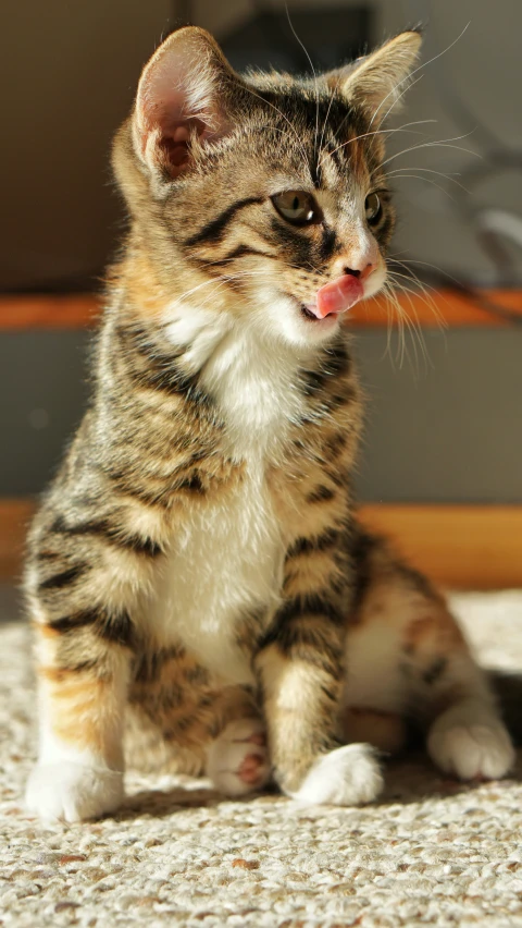 a small cat that is sitting down