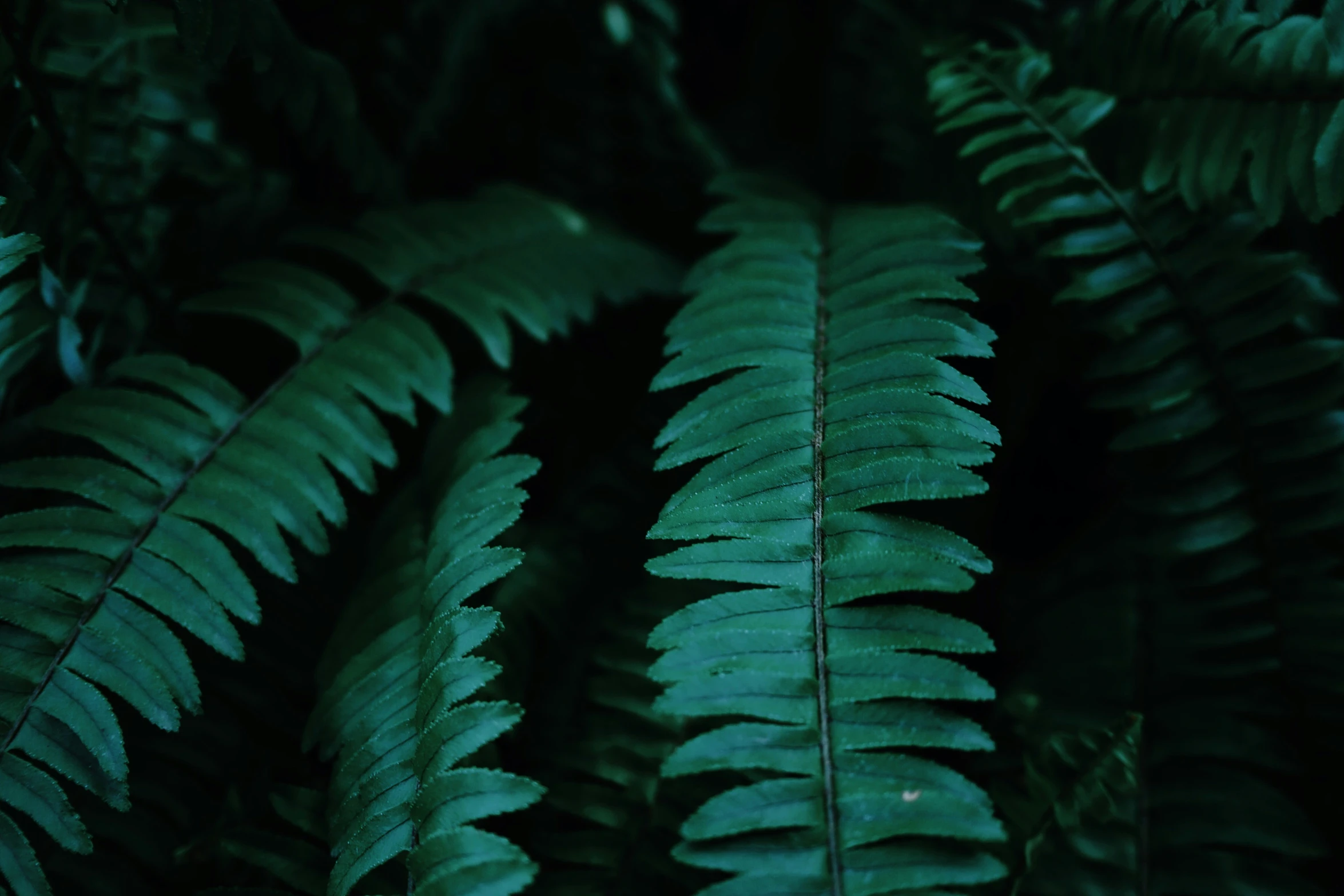 close up of green leaves in the dark