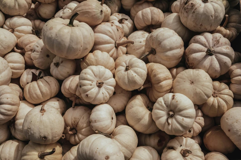 a lot of ripe pumpkins stacked in pile