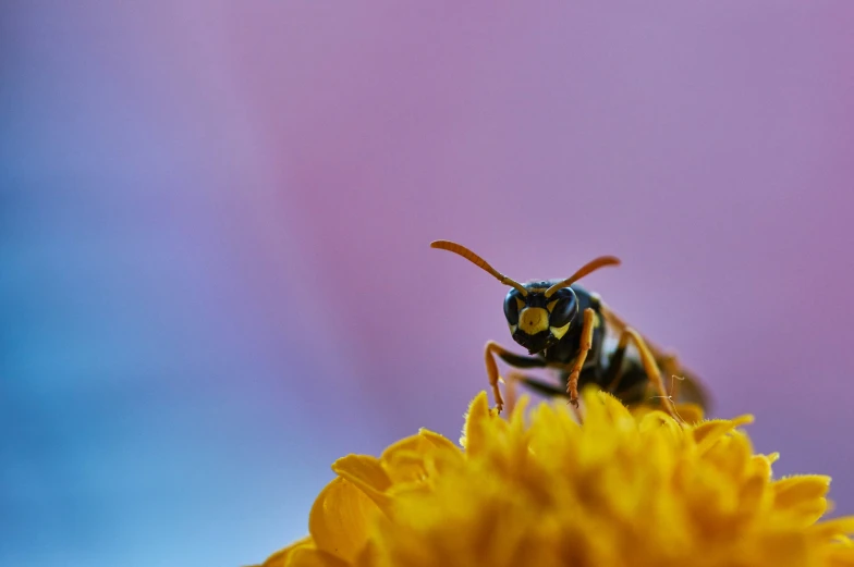 a bee sitting on a sunflower with a purple background