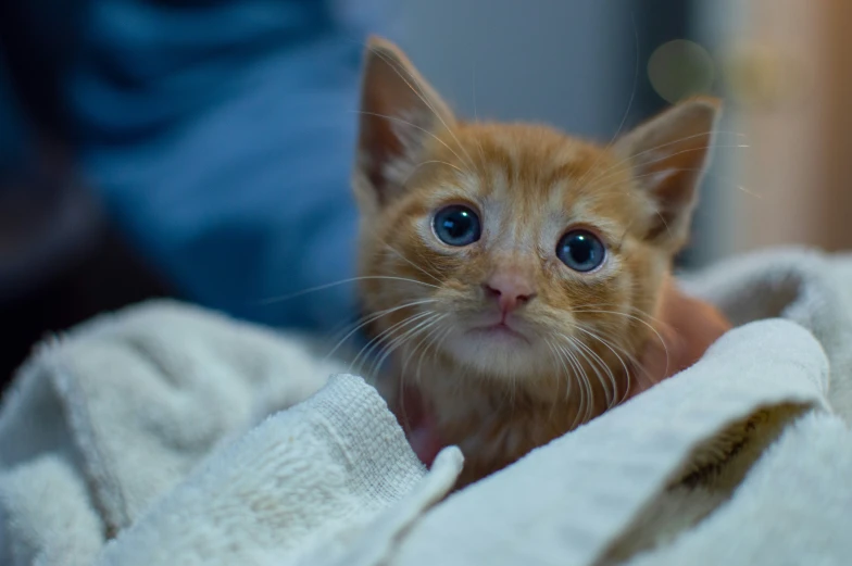 a kitten looking up while laying down on a bed