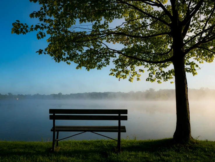 a park bench sitting under a tree on a hill overlooking a lake