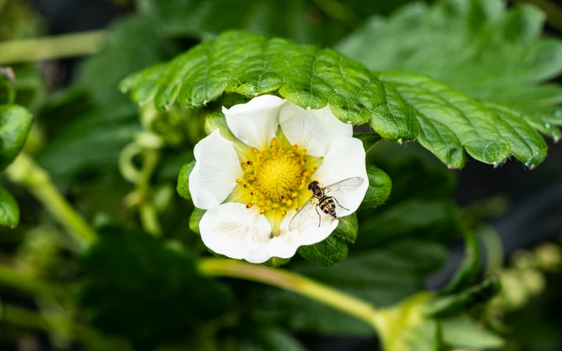 small insect on a white flower in the center