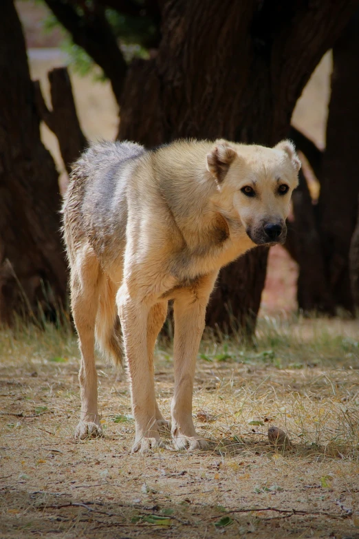 a dog standing in front of a lot of trees