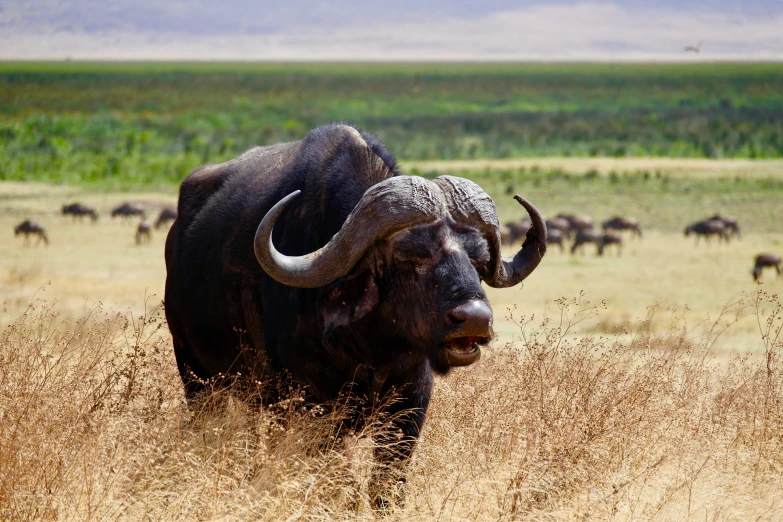 a large black bull in a grassy field