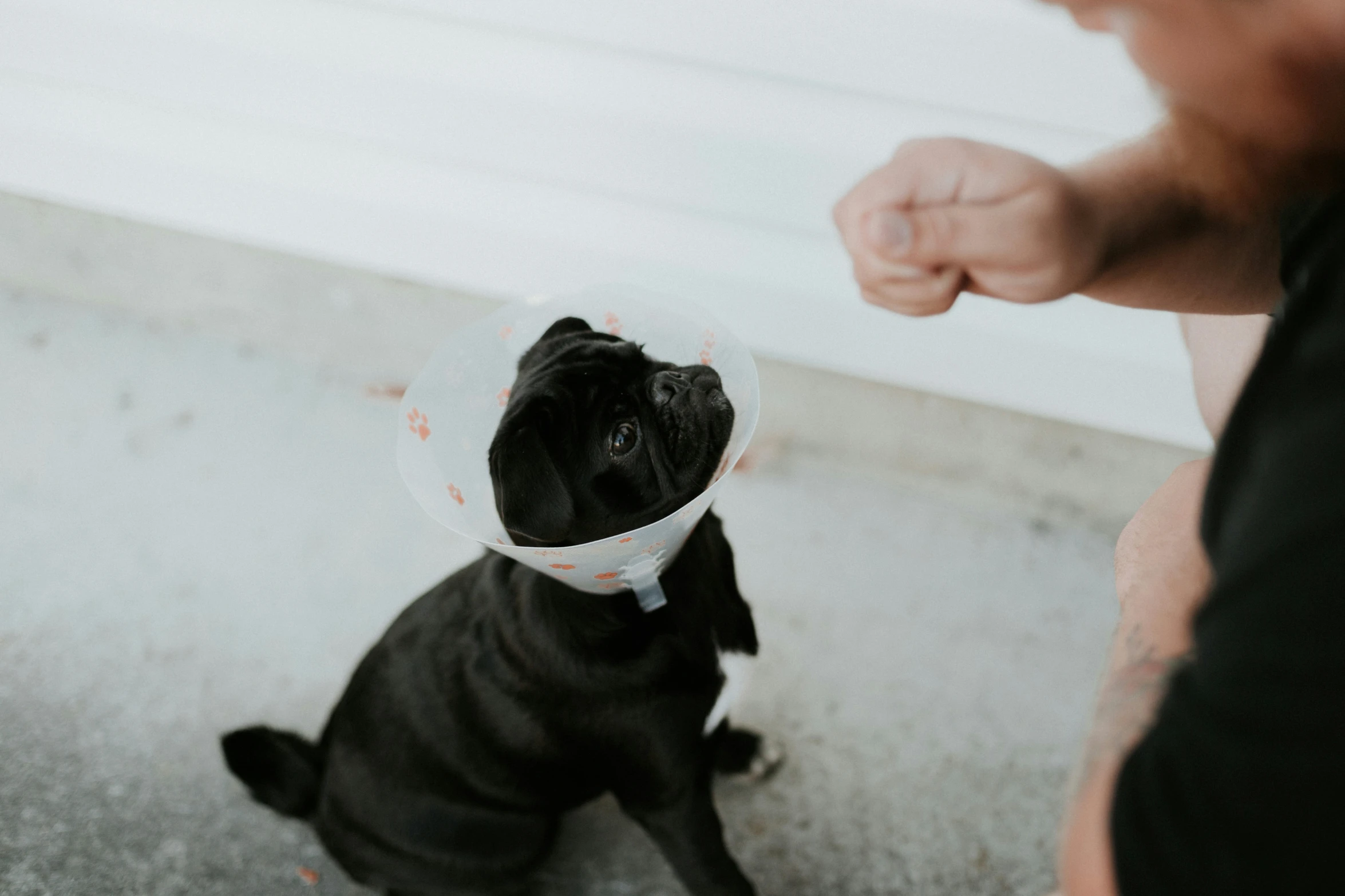 a man is trying to put soing in the face of his dog